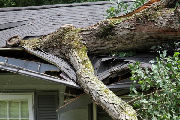 Storm Remediation in Yukon